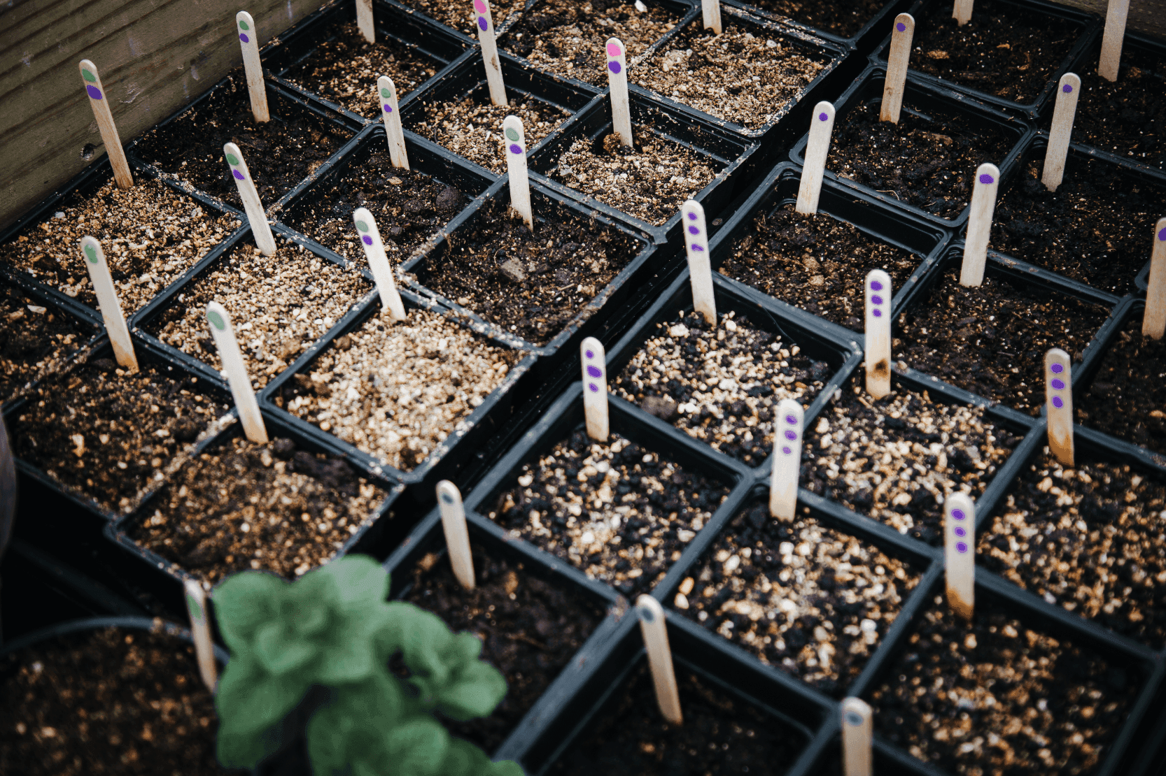 Labeled seed-starting trays prepared for a new growing season